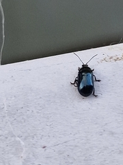 Phratora