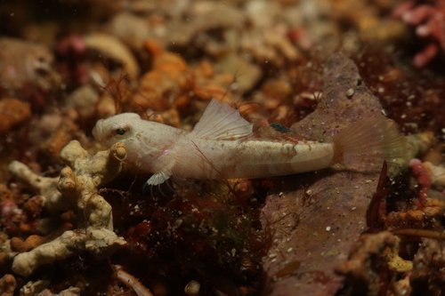 Guillet's Goby