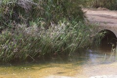 Cyperus textilis