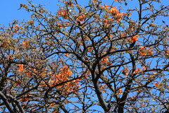 Erythrina velutina
