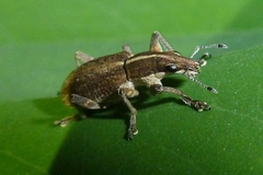 Charagmus gressorius