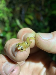 Pristimantis altamnis
