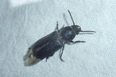 Spondylis buprestoides