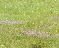 Thymus pulegioides