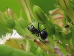 Polyrhachis gagates