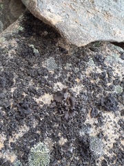 Umbilicaria