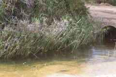 Cyperus textilis