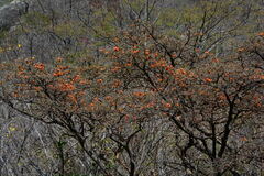 Erythrina velutina