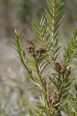 Metrosideros angustifolia