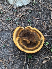 Phaeolus
