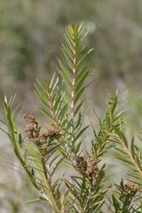 Metrosideros angustifolia