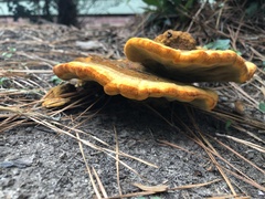 Phaeolus