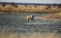Equus quagga burchellii