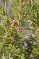 Metrosideros angustifolia
