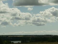 Corvus brachyrhynchos