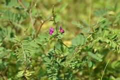 Tephrosia purpurea