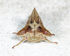 Telamona maculata