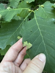 Aceria querci