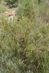 Metrosideros angustifolia