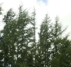 Larix laricina