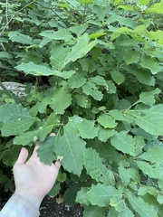 Aceria querci