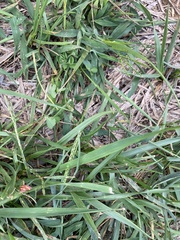 Digitaria ischaemum