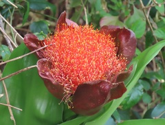 Scadoxus puniceus