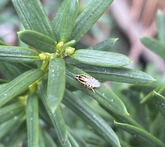 Thaumatomyia
