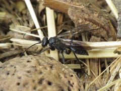 Auplopus carbonarius