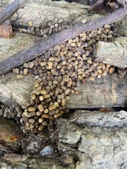 Trichoderma gelatinosum