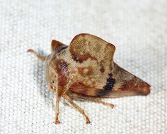 Telamona maculata
