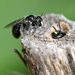 Black Reed Bees - Photo (c) Marie Delport, some rights reserved (CC BY-NC), uploaded by Marie Delport