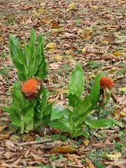 Scadoxus puniceus
