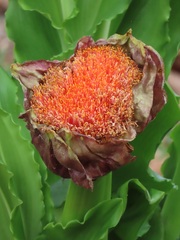 Scadoxus puniceus