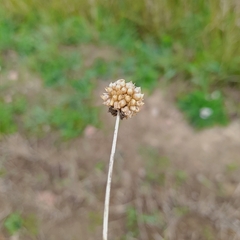 Allium vineale