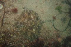 Raja undulata
