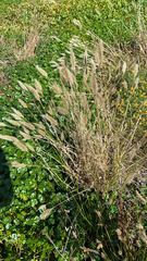 Polypogon monspeliensis