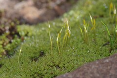 Pseudocrossidium crinitum