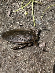 Lethocerus americanus