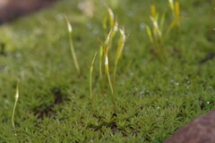 Pseudocrossidium crinitum