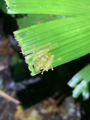 Pristimantis petersioides