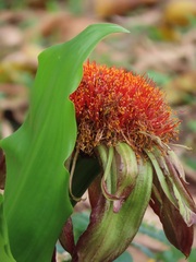 Scadoxus puniceus