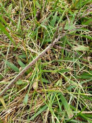 Sporobolus cryptandrus