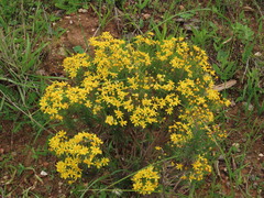 Euryops linifolius