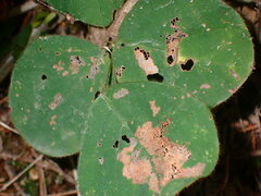 Desmodium rotundifolium