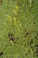 Pseudocrossidium crinitum