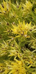 Leucadendron