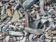 Trimerotropis verruculata