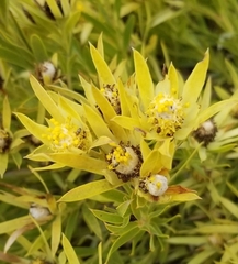 Leucadendron
