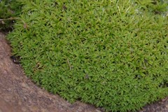 Pseudocrossidium crinitum